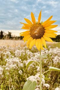 Close-up of sunflower