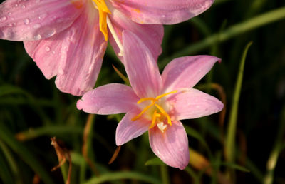 Close-up of wet pink flower
