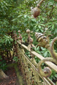 Close-up of lizard on tree in forest