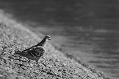 Close-up of bird perching on a land