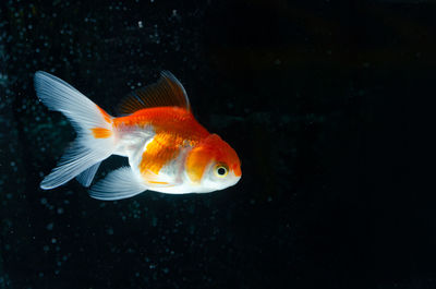 Close-up of fish swimming in sea