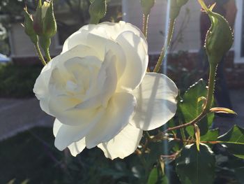 Close-up of flower