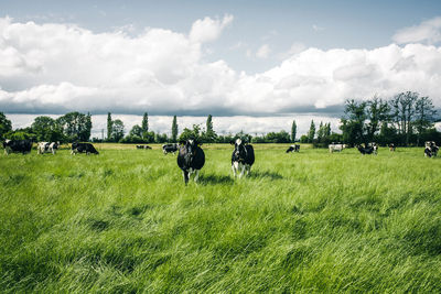 Cows on field looking at the camera