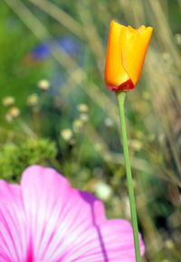 Close-up of pink crocus blooming outdoors