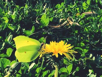 Close-up of yellow flowers blooming outdoors