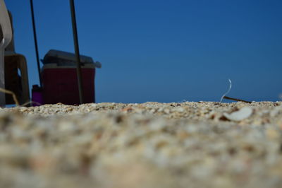 Close-up of crab on beach against clear blue sky
