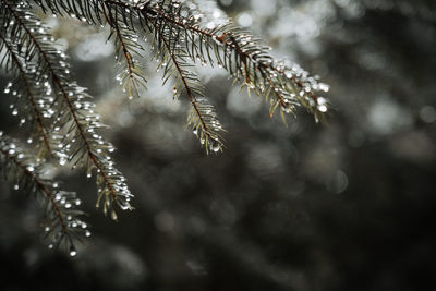 Close-up of pine tree during winter