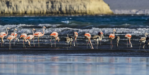 Birds in lake
