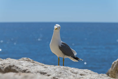 Seagull perching on a sea against sky