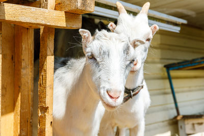 Close-up of goat in pen