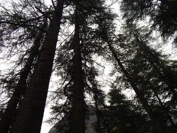 Low angle view of trees in forest