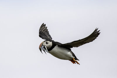 Low angle view of bird flying