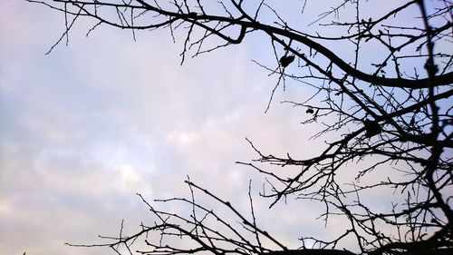 Low angle view of silhouette bare tree against sky