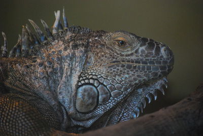 Close-up of a turtle