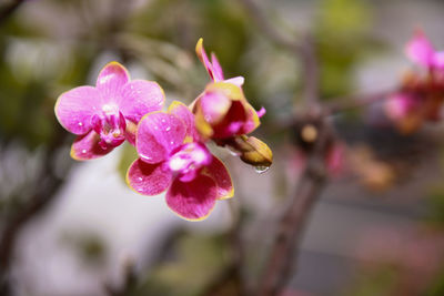 Close-up of pink flowers blooming outdoors