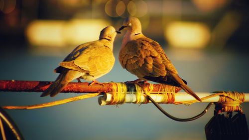 Bird perching on a branch