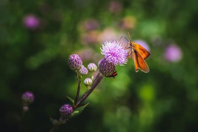 Close-up of butterfly on purple flower