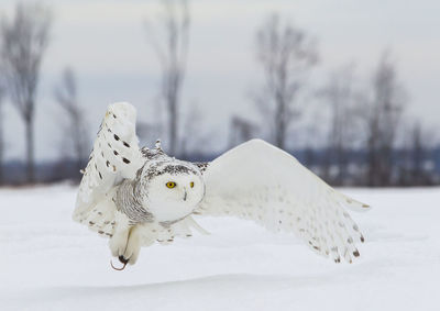 Close-up of owl flying