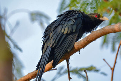 Close-up of bird perching on branch