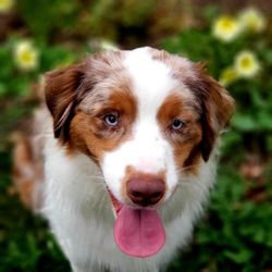 Close-up portrait of dog