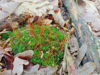 High angle view of dry leaves on field