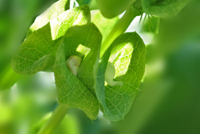 Close-up of fresh green leaf