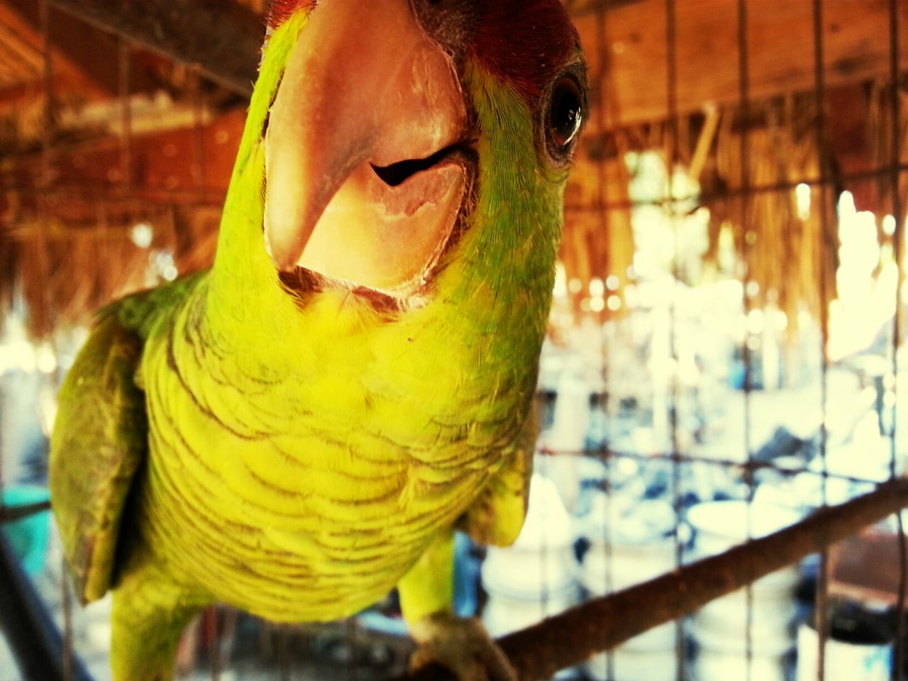 animal themes, one animal, focus on foreground, close-up, bird, parrot, animal head, cage, animals in captivity, indoors, portrait, day, front view, looking at camera, animals in the wild, wildlife, no people, animal body part