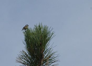 Low angle view of bird perching on tree