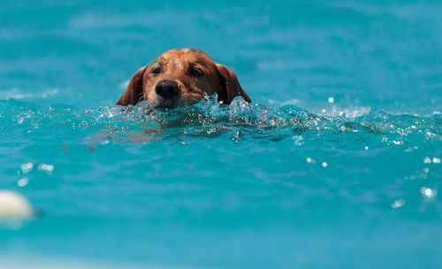 Portrait of dog swimming in water