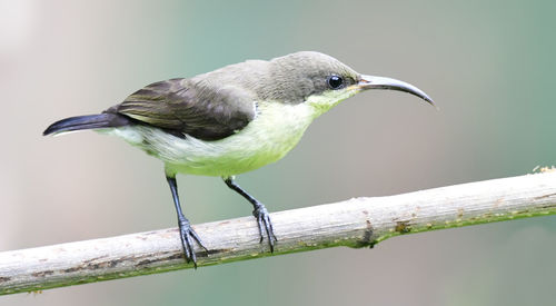 Close-up of bird perching on branch