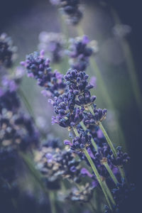 Close-up of purple flowering plants on field