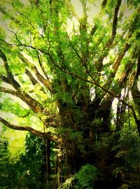 Trees in forest