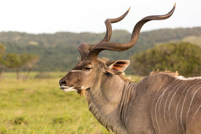 Close-up of greater kudu on field