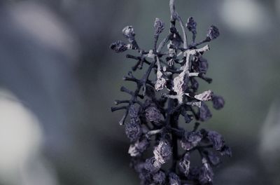 Close-up of dry plant, grape during fall