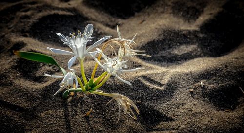 Close-up of flowers