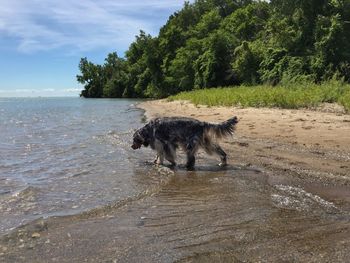 Dog on riverbank against sky