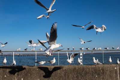 Seagulls flying over sea