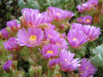 Close-up of pink flowers blooming outdoors