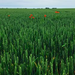 Crop growing in field