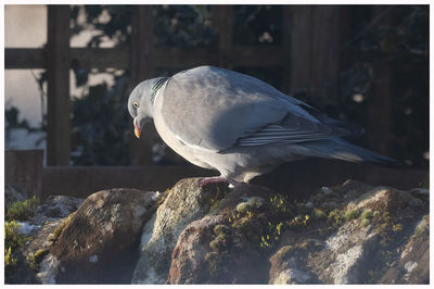 Close-up of seagull perching on rock