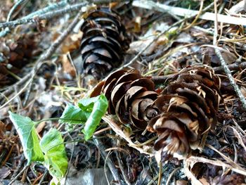 Close-up of mushroom growing on field