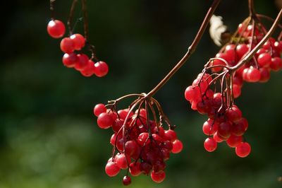 Close-up of red berries growing on tree