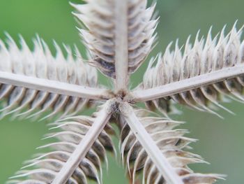 Close-up of plant