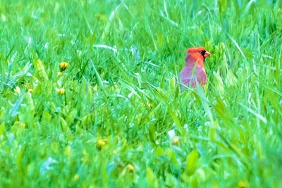 Close-up of bird perching on grass in field