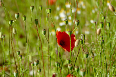 Close-up of red poppy flowers in field