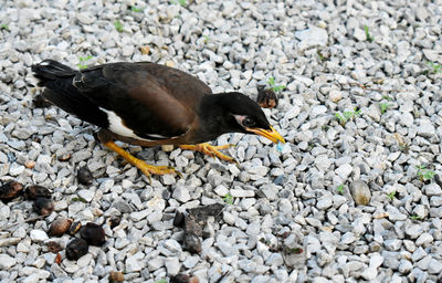 High angle view of bird on rock