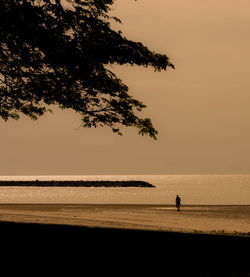 Silhouette tree on beach against sky during sunset