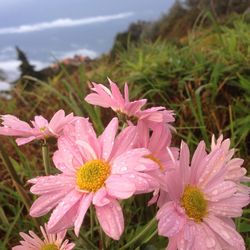 Close-up of flowers blooming outdoors