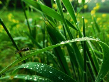 Close-up of insect on leaf