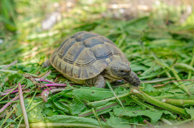 Close-up of turtle on field